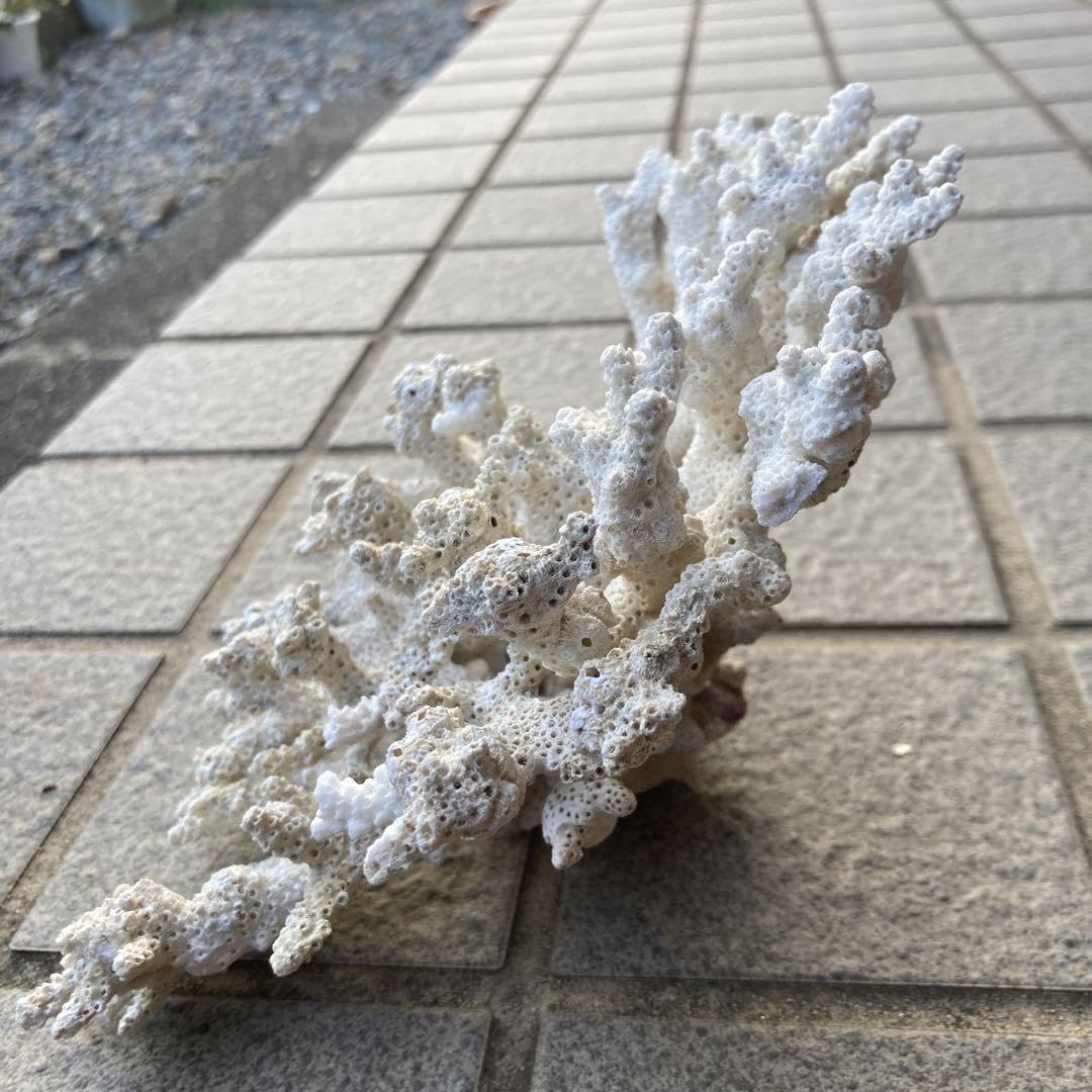 Amazon.co.jp: テーブルサンゴ︎白珊瑚︎天然珊瑚︎珊瑚礁︎デスロック