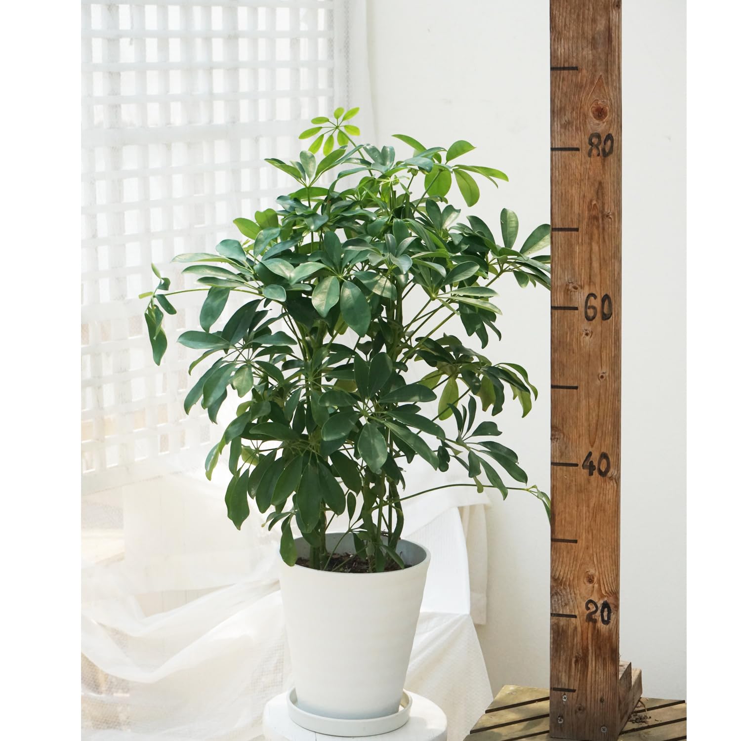 Amazon.co.jp: 観葉植物 シェフレラ ホンコンカポック 7号 1鉢 鉢皿