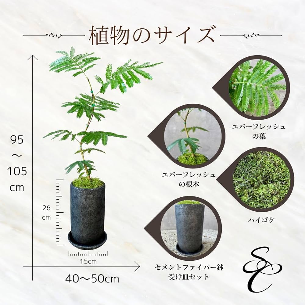 Amazon｜観葉植物 本物 エバーフレッシュ 曲がり 盆栽仕立て 陶器鉢