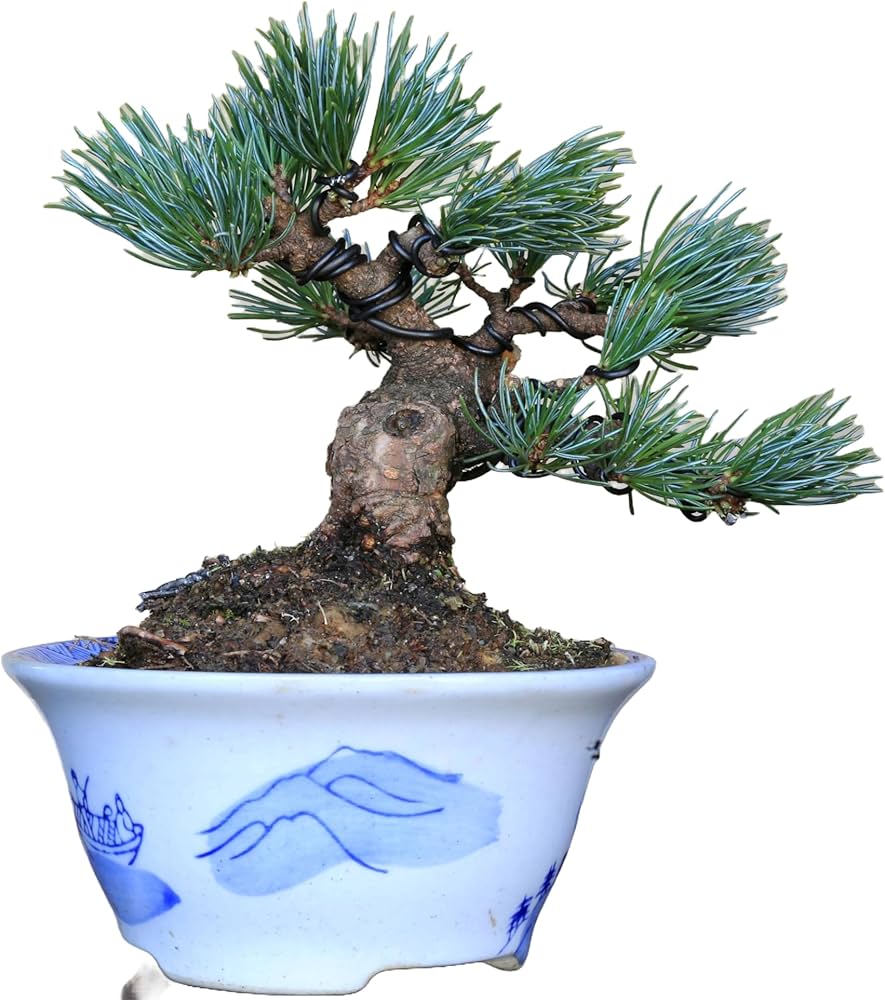 Amazon.co.jp: 那須五葉松 八房品種『那須娘』ミニ盆栽【泰寿園 Online