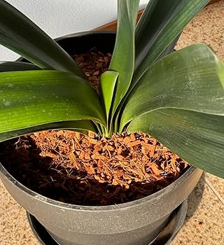 Amazon | ココピート 圧縮梱包 25kg 復元約200L アク抜き済 ココチップ