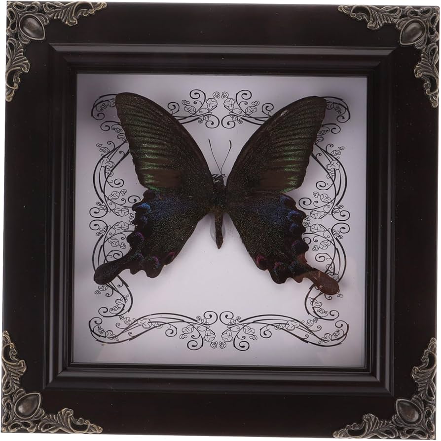 Amazon.co.jp: PRETYZOOM 蝶の標本フォトフレーム 蝶の額縁 蝶の額装