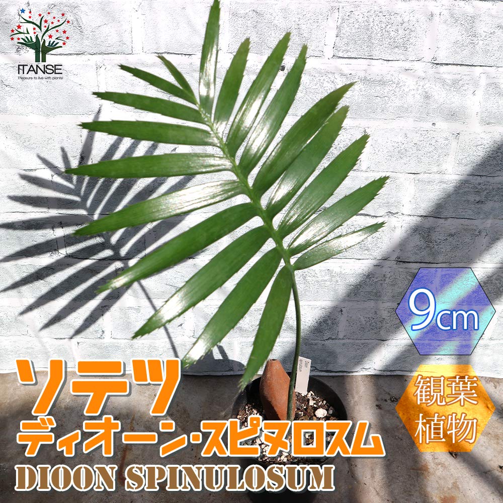 Amazon.co.jp: ソテツ・ディオーン・スピヌロスム9cm鉢 実生苗【品種で