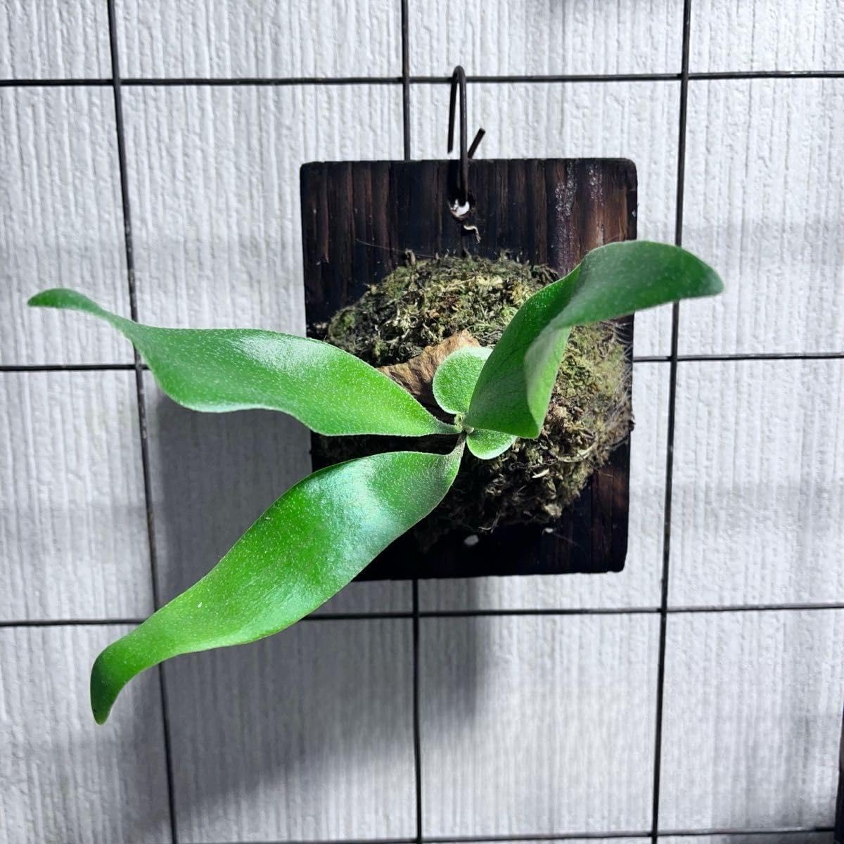 Amazon.co.jp: vandaka mix バンダカミックス 胞子培養 ビカクシダ