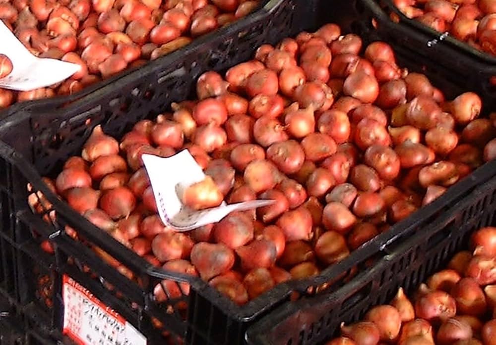 Amazon | ごちゃまぜ てんこ盛り おまかせチューリップ 球根 500球