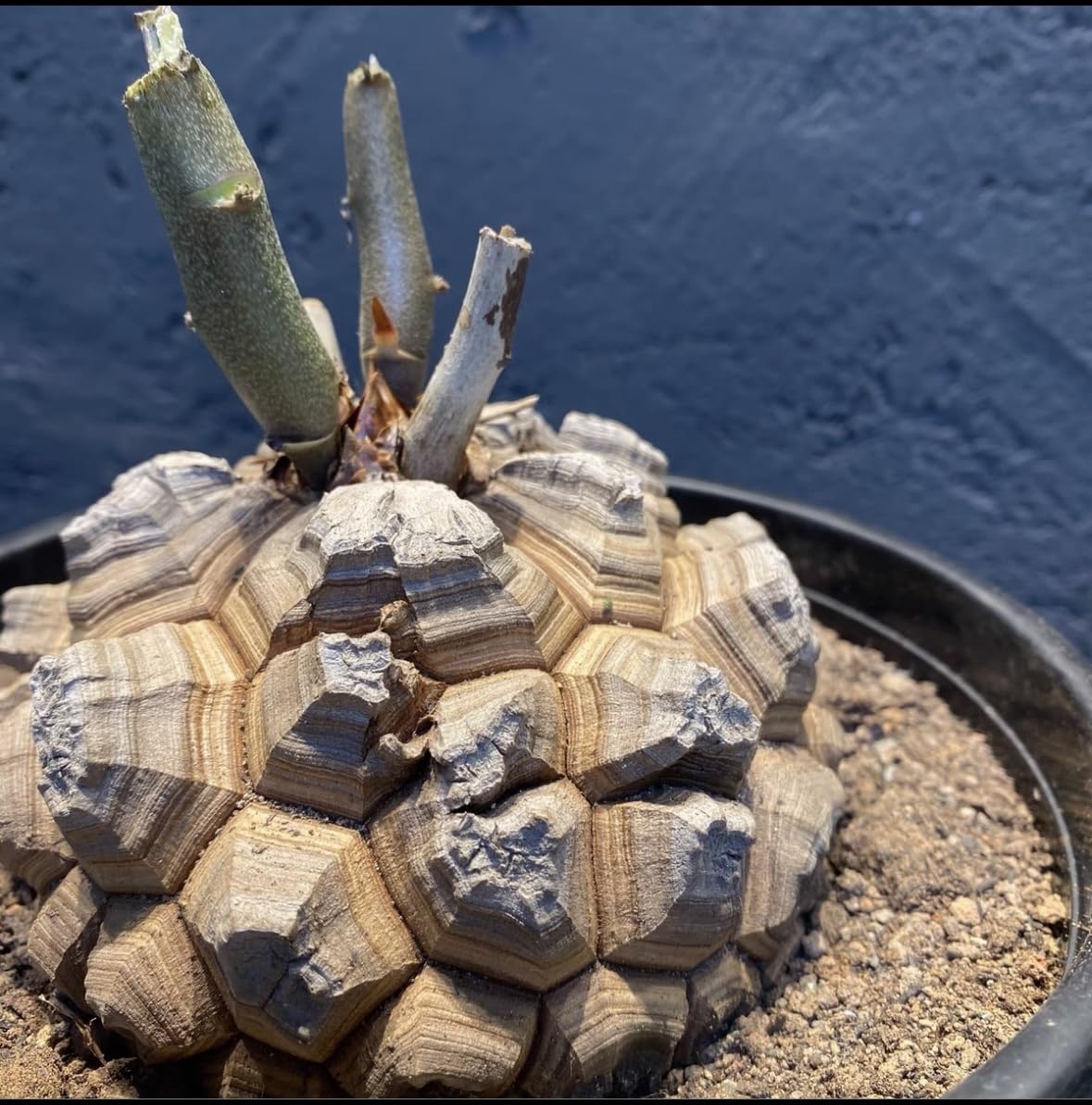 Amazon.co.jp: NO.1アフリカ亀甲竜 ディオスコレアエレファンティペス