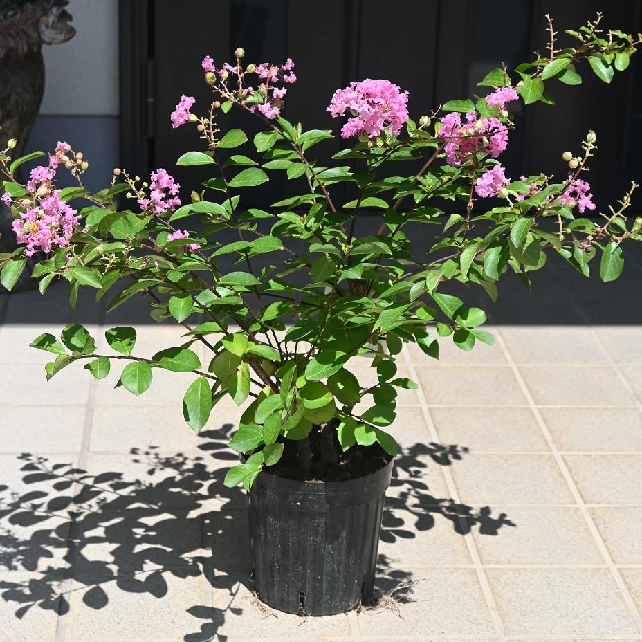 Amazon.co.jp: サルスベリ苗ピンク花 : DIY・工具・ガーデン