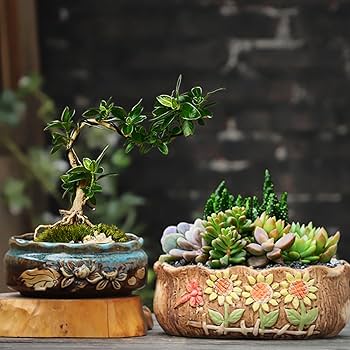 Amazon.co.jp: 陶器鉢 観葉植物 植木鉢 多肉植物鉢 盆栽鉢 サボテン鉢