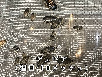 Amazon.co.jp: デュビア、レッドローチ、コオロギ飼育ケージ【掃除