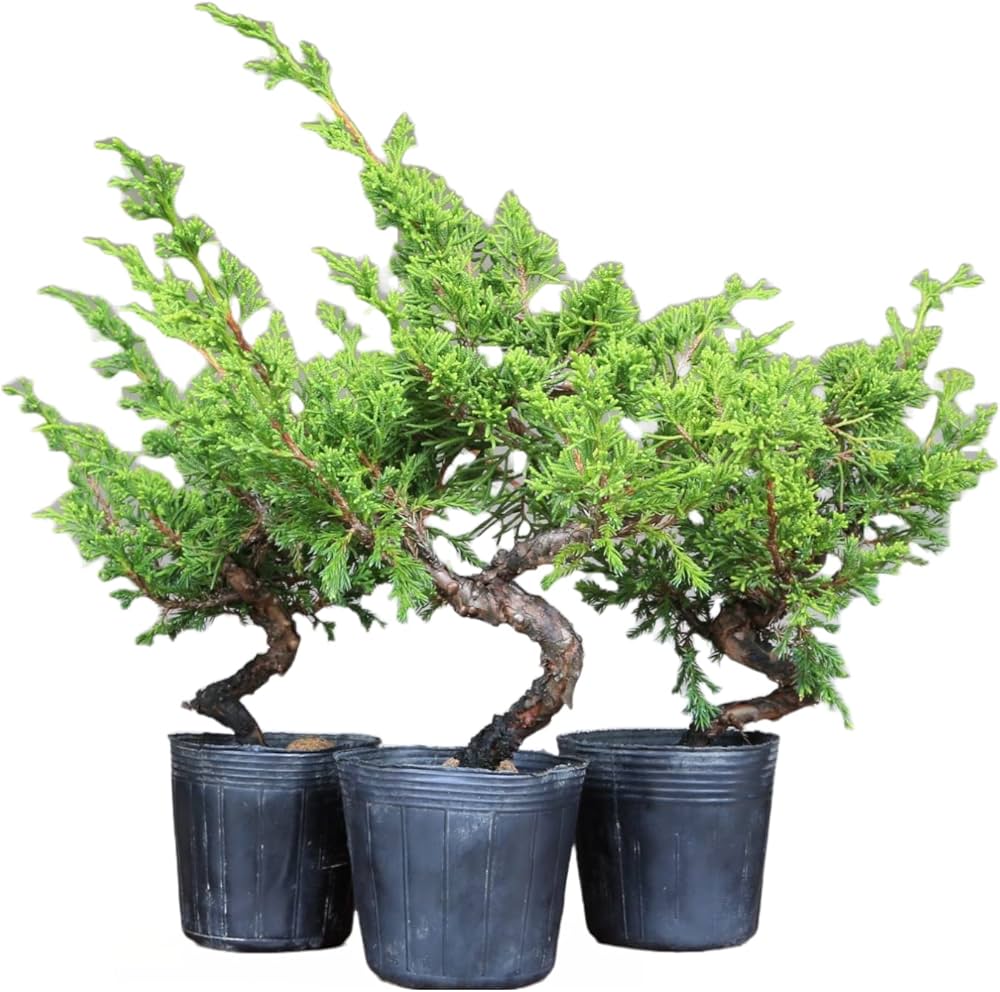 Amazon.co.jp: 糸魚川真柏 盆栽 素材・苗木 3本セット 【泰寿園 Online