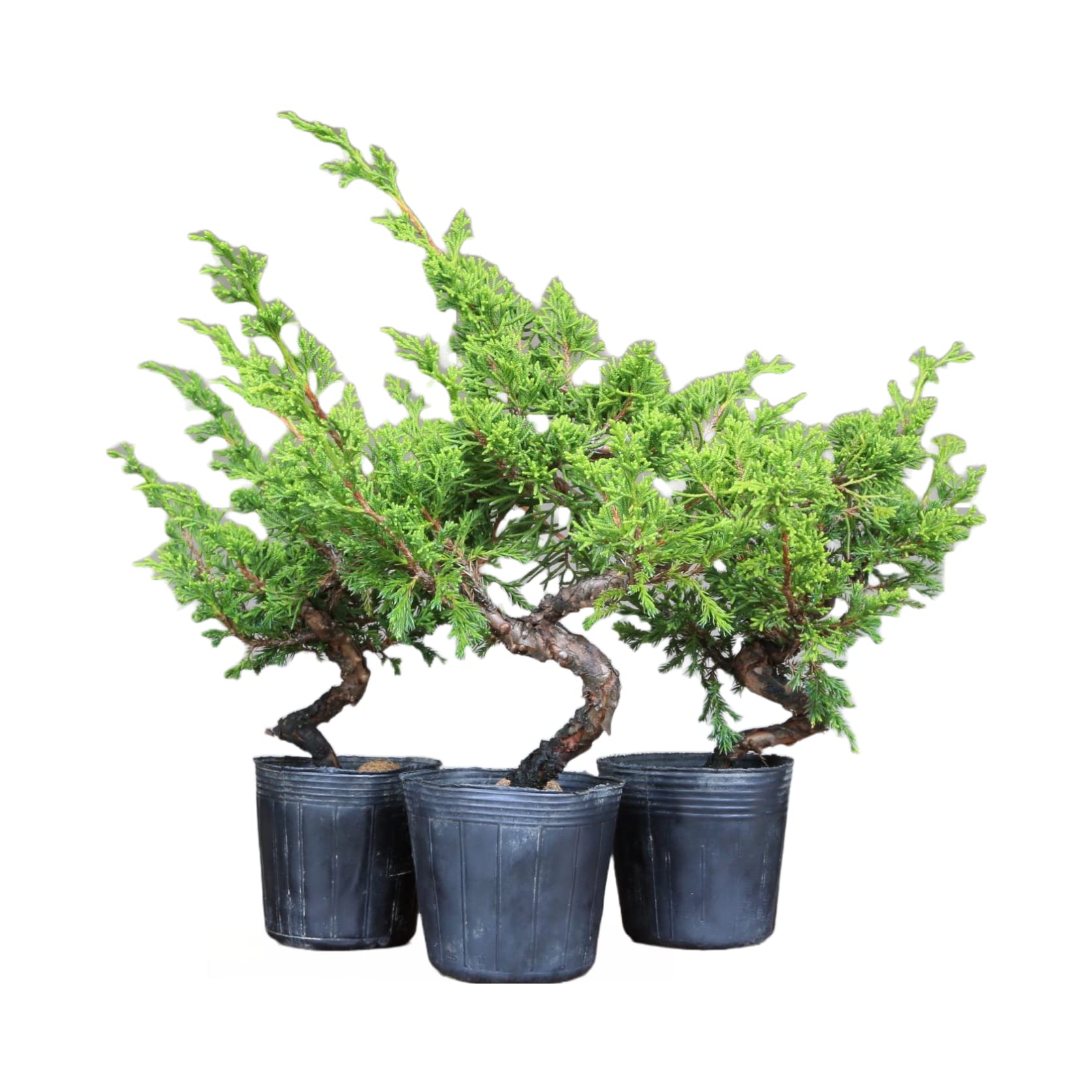 糸魚川真柏 高さ50〜60cm 素材 3本のみ 【公式通販】