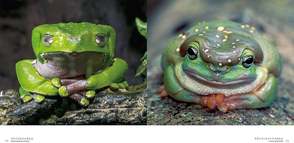 世界のキレイでかわいいカエル | 大渕 希郷, PIE BOOKS |本 | 通販