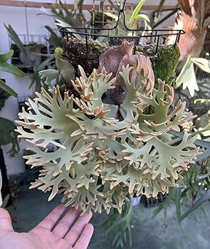 Amazon.co.jp: P.willinckii 'OMG' spored ② @bikamori.com