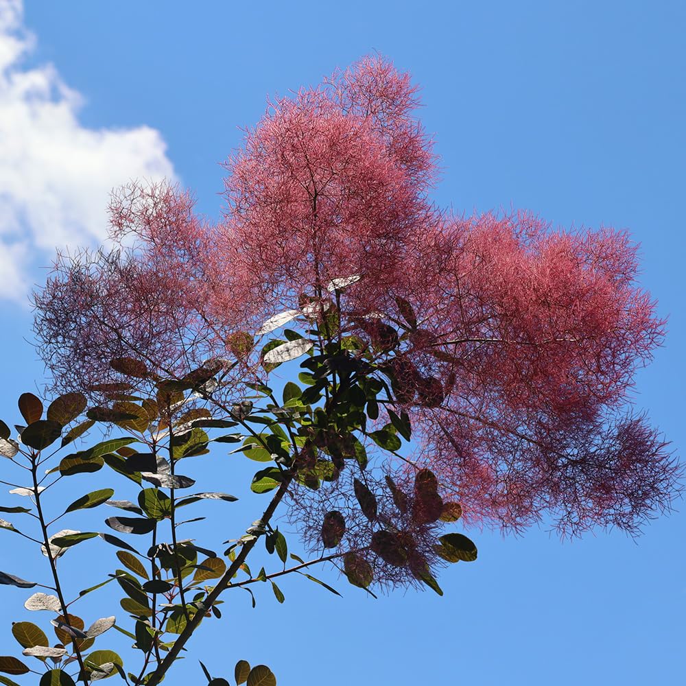 Amazon.co.jp: ITANSE スモークツリー グレース 7号 1個売り