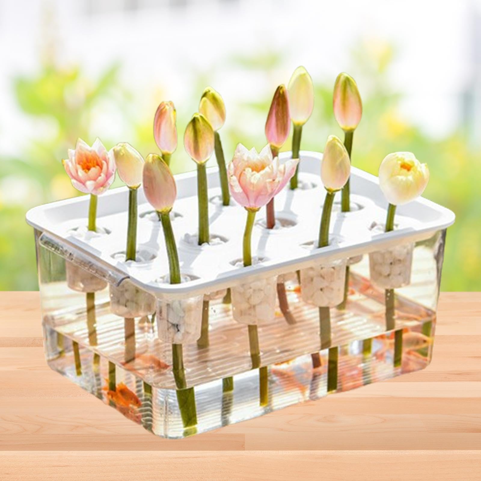 Amazon｜Toysmith マイクログリーン成長キット水耕栽培栽培キット野菜