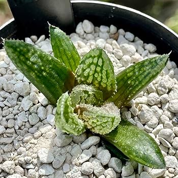 Amazon.co.jp: ハオルチア 闇の森 ハオルシア多肉植物 抜き苗発送