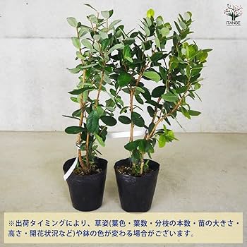 Amazon.co.jp: ITANSE フェイジョア アポロ 3年生 挿し木苗