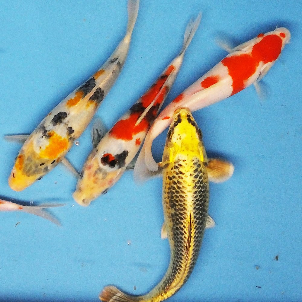 Amazon | 【生体】お任せ 錦鯉Mix （LL) 鯉 色鯉 21～25cm前後 3匹