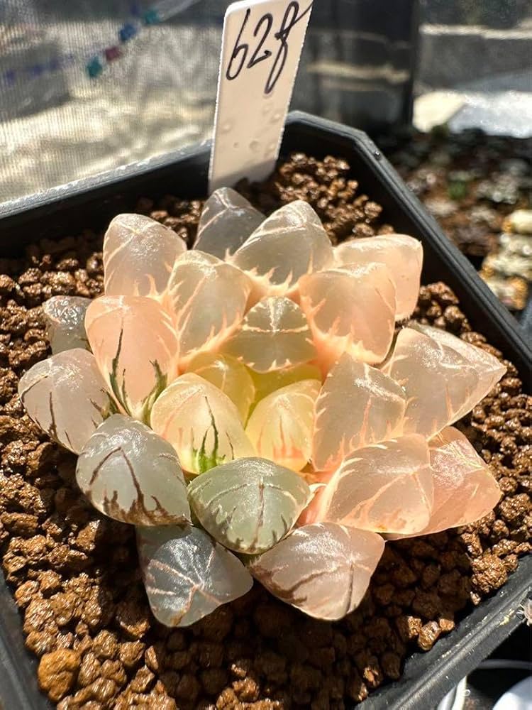 Amazon｜ハオルチア 多肉植物 水晶オブツーサ錦 実生糊斑｜観葉植物