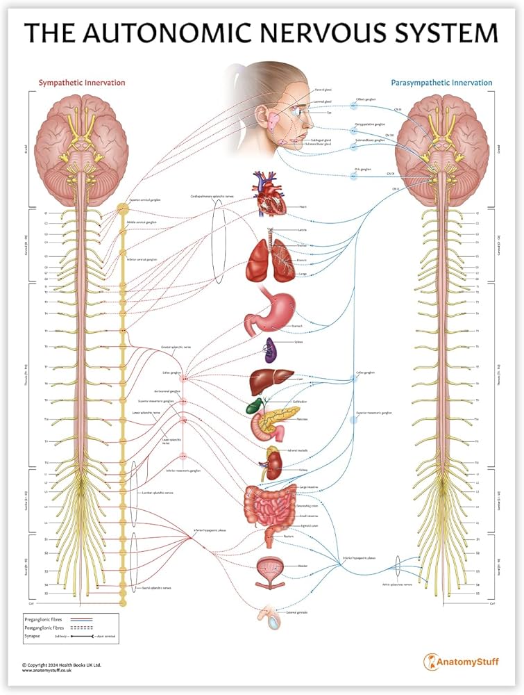 Amazon.co.jp: AnatomyStuff 自律神経系ポスター 45x60cm、18x24インチ