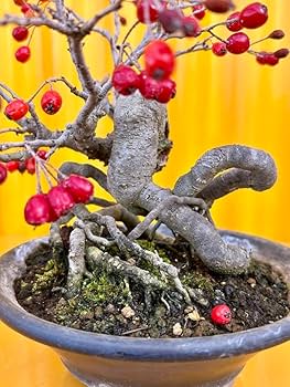 Amazon.co.jp: 樹高16㎝ 日本カマツカ 小品盆栽 BONSAI 真柏 黒松