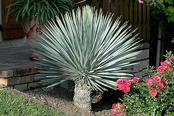 Amazon | 【種子】Yucca Rostrata ◇ユッカ・ロストラータ◎ブルー
