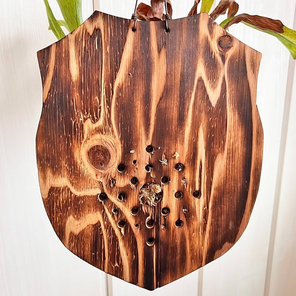 Amazon｜【おしゃれな壁掛け観葉植物】森の王冠！大型種 ビカクシダ