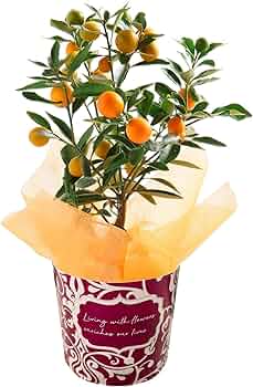 71CzYpglTiL._AC_UF350,