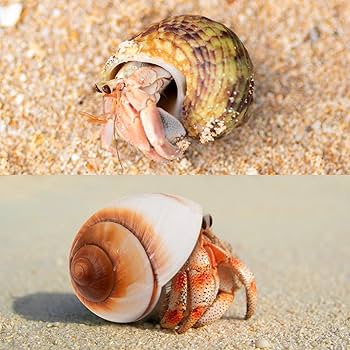 Amazon | ヤドカリの殻 成長する貝殻 大きな巻貝 開口サイズ 0.78-1.18