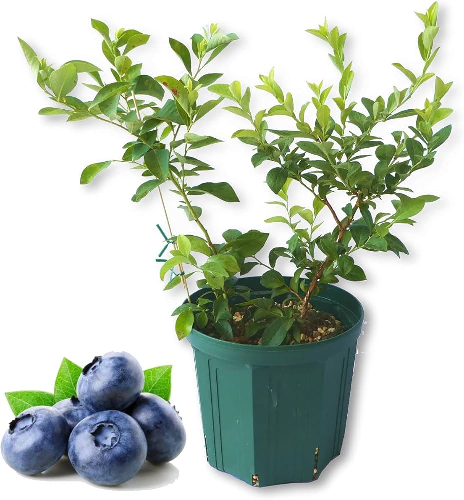Amazon.co.jp: 植え替え不要！ ブルーベリー 苗 【ラビットアイ系】 2
