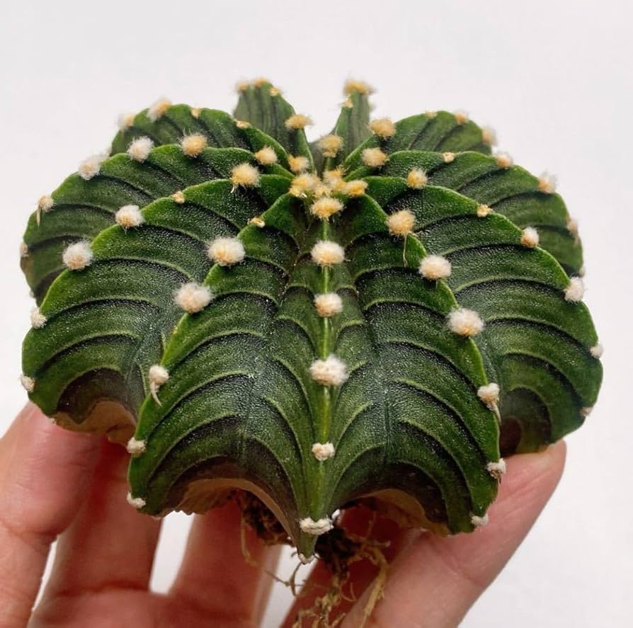 Amazon.co.jp: LB2178！ビッグサイズ！多肉植物 サボテン