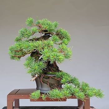 Amazon.co.jp: 吾妻五葉松『大巓性』小品盆栽 根上り懸崖づくり【泰寿