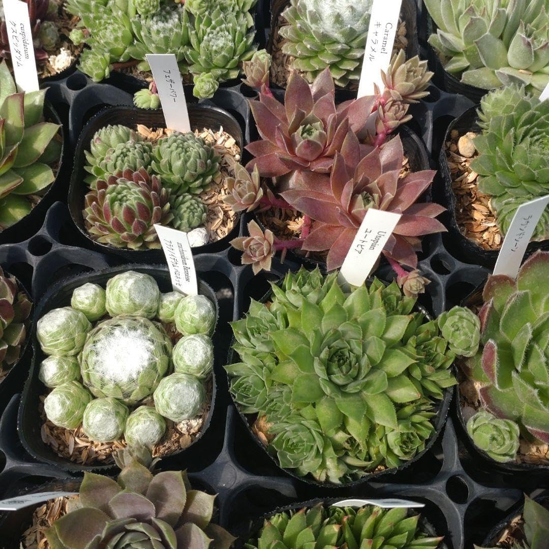 1ポット410円〜 センペルビウム26年1月 その2 1ポット410円