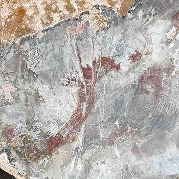 Amazon.co.jp: アリゾナ州で発掘された超大型珪化木の化石重量なんと