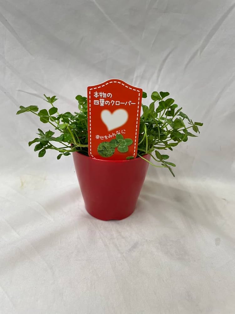 Amazon.co.jp: 四つ葉 の クローバー 鉢植え 苗 種 母の日 父に日