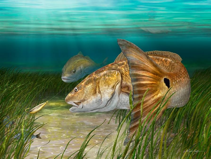 Amazon.com: Redfish Tail Wall Art Print | Hand-Signed Art by