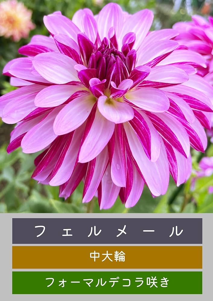 Amazon.co.jp: 未発芽ダリア球根セット【予約販売】11月出荷予定分 (4