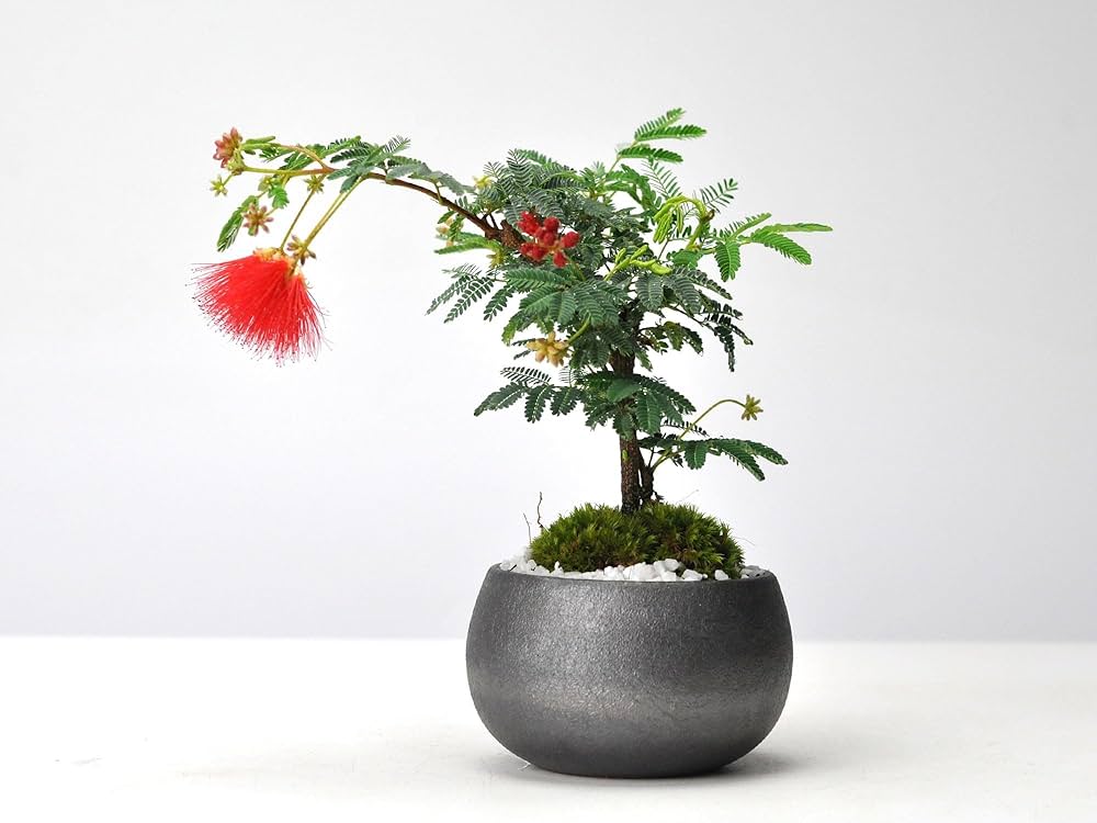 Amazon.co.jp: 盆栽妙 盆栽 ねむの木 ネムノキ ミニ盆栽 鉢植え モダン