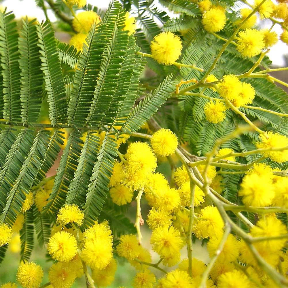 Amazon.co.jp: ITANSE ミモザアカシア6号鉢 品種で選べる花木苗