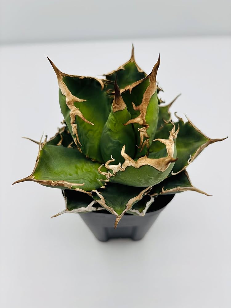 Amazon｜アガベ チタノタ 黒犀牛/Agave titanota 'Black Rhino/観葉
