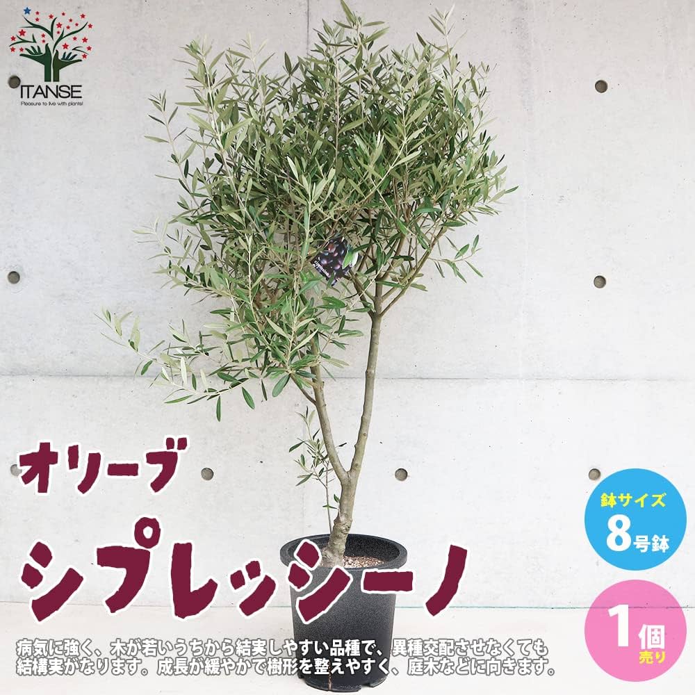 Amazon.co.jp: ITANSE オリーブの苗木 シプレッシーノ 挿し木5