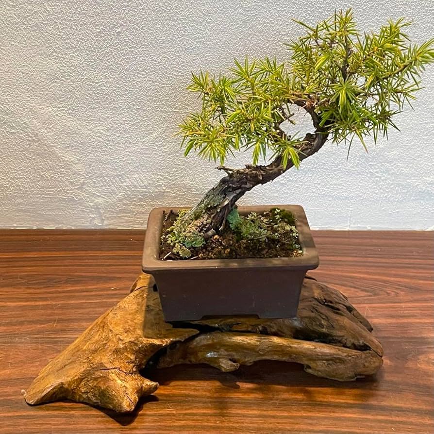 Amazon.co.jp: 866 花台 盆栽台 流木インテリア 生け花 : おもちゃ