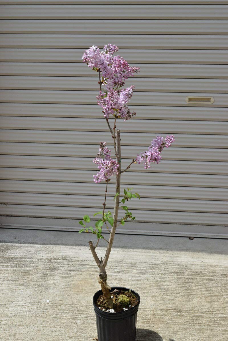 Amazon.co.jp: らいらっく苗 ピンクライラックミシェルブッチャー苗1鉢