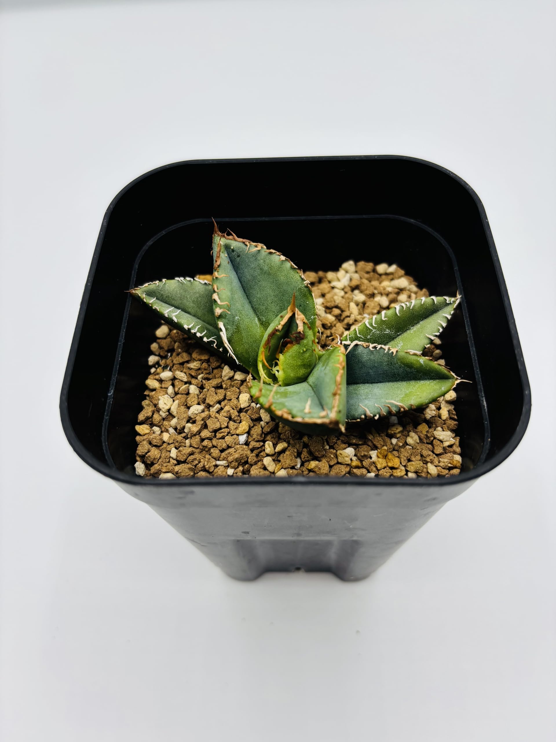 Amazon｜アガベ チタノタ 麻花龍/Agave titanota 'Ma Hua Long'/観葉