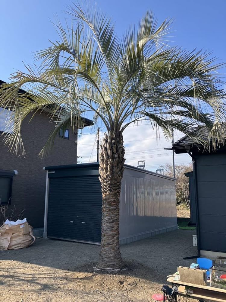 Amazon.co.jp: ココスヤシ ヤシの木 5.5メートル級植え込み費コミコミ