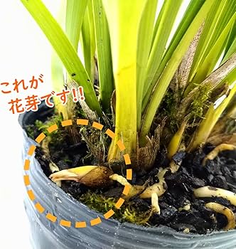 71LTHkhTpLL._AC_UF350,