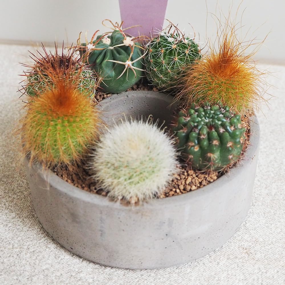 Amazon｜ITANSE 多肉寄せ植え サキュレントリース 3号 1個売り