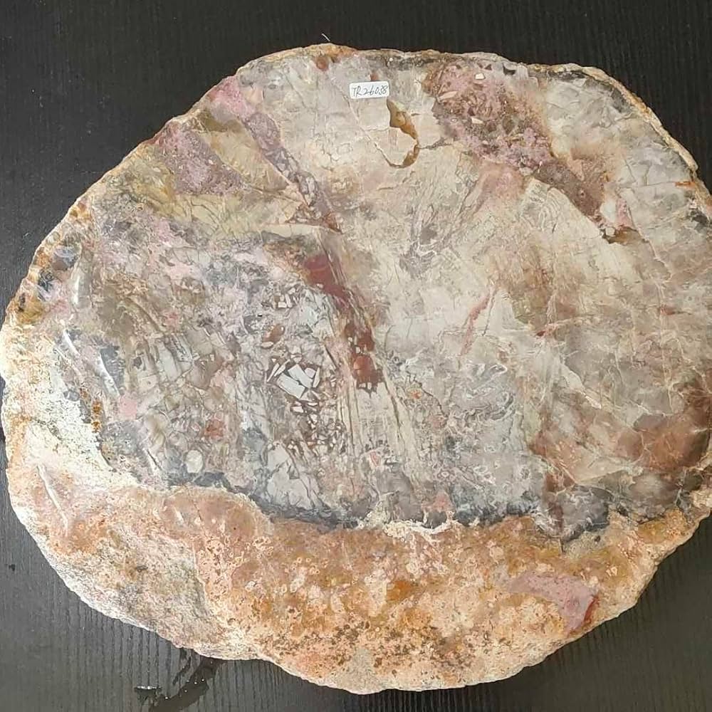 Amazon.co.jp: アリゾナ州で発掘された超大型珪化木の化石重量なんと