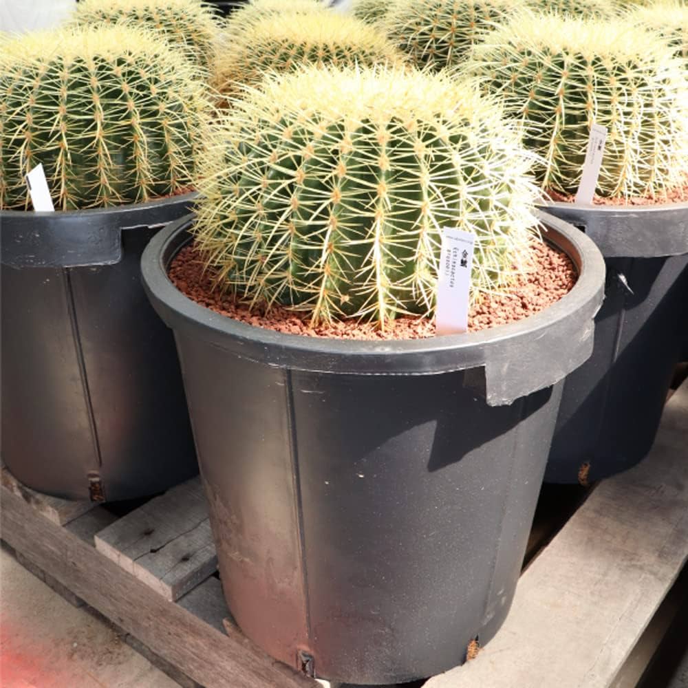 Amazon.co.jp: 農場直送！キンシャチ 金シャチ 金鯱 サボテン 12号鉢