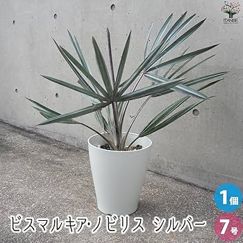 71MyzhIjtLL._AC_UF350,